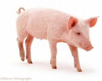 Middle White Piglet Photo Wp16991