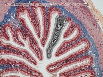 Medulla 400x Ovary Corpus Luteum 40x HD Walls Find Wallpaper