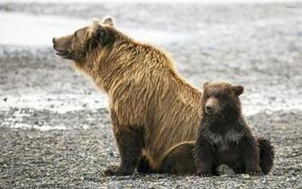 Grizzly Bear Wallpaper Animal