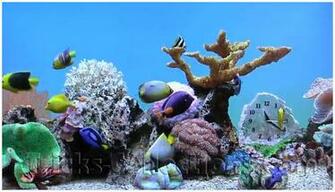 Tricks Collections Get Genuine Marine Aquarium Keycode For