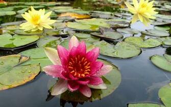 Garden Flower Wallpaper Background Beautiful HD For Desktop