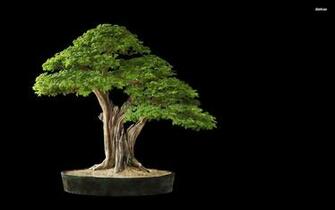 Bonsai Wallpaper HD Desktop