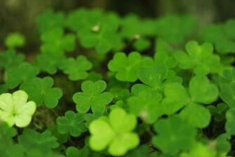 Irish Clover