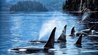 Whale Wallpaper Weddingdressin