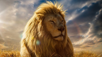 Cool Lion Wallpaper
