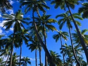 Palm Tree Wallpa