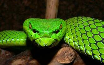 Viper Snake HD Wallpaper Net