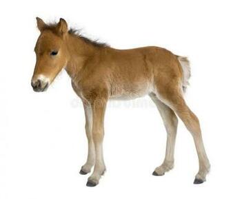 Foal Weeks Old In Front Of A White Background Affiliate