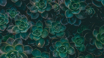 Green Aesthetic Wallpaper HD