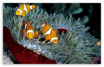 Clown Fish HD Wallpaper For Standard Fullscreen Uxga Xga Svga