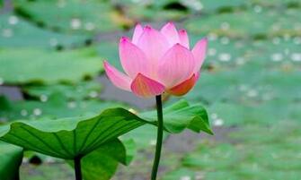 Wallpaper Flower Lotus Full HD 1080p Desktop Background For Pc Mac