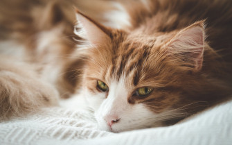 Cool Cat Wallpaper