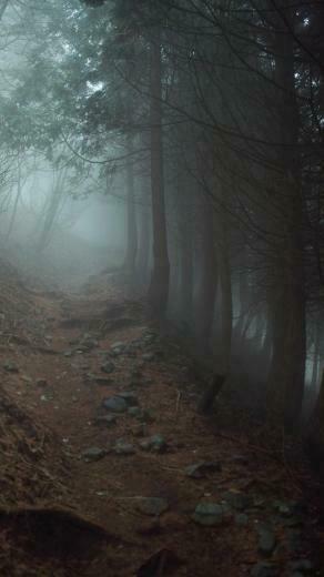 Nature Wood Foggy iPhone 6s Plus Wallpaper HD