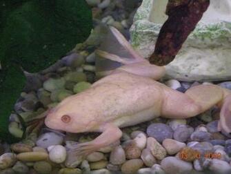 Albino African Clawed Frog Wallpaper HD