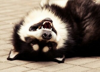 Alaskan Malamute Smiles Wallpaper And Image Pictures