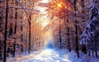 Set In A Snowy Forest Wallpaper And Image Pictures