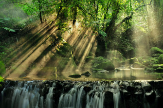 Scenic Of Rainforest Desktop Wallpaper