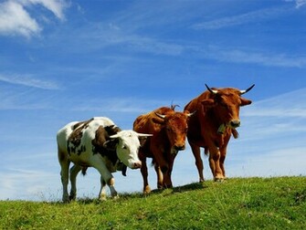 Cow Wallpaper HD