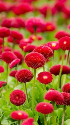 Flower Wallpaper HD For Android Apk