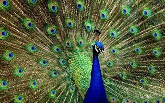 Beautiful Peacock Wallpaper House