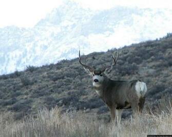 Mule Deer Buck Wallpaper Gallery