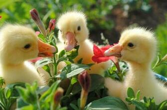 Coders Explore The Collection Birds Ducks Duck