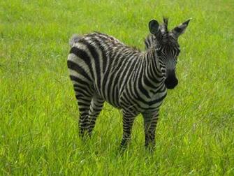 Baby Zebra Pictures HD Wallpaper Pretty