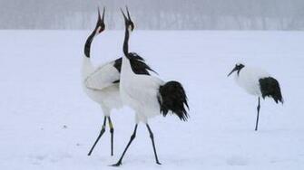 Japanese Cranes Birds Image Search Results