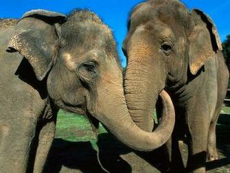 Showcartoon Lions And Elephants Funny Baby Pictures