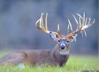 Monster Bucks Wallpaper