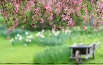 Nature Tree Flowers Blur Wallpaper HD Spring