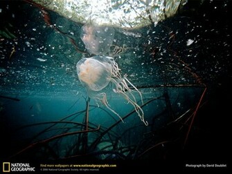 Funny Box Jellyfish Wallpaper Animal