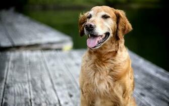 Golden Retriever Wallpaper For Windows HD