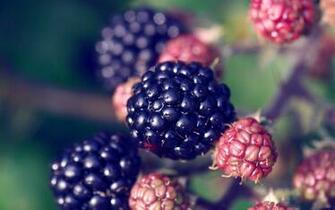 Theme Wallpaper Blackberry
