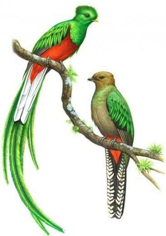 Pareja De Quetzales