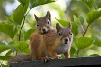 Cute Squirrels Wallpaper