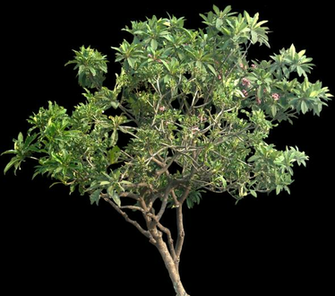 Pisonia Alba Plumeria Tree Plants Deciduous Trees