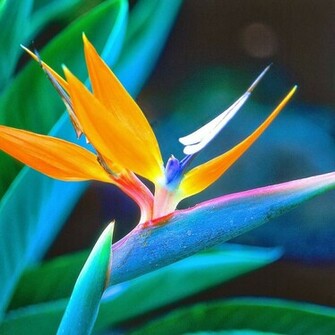 Beautiful Wallpaper For Desktop Bird Of Paradise HD