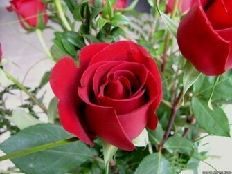 And Wallpaper Rose Flower New Red