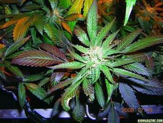 Pics Photos Purple Kush Wallpaper