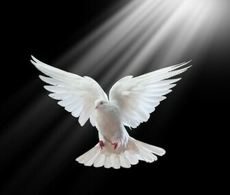White Doves Flying Stock Image HD Wallpaper