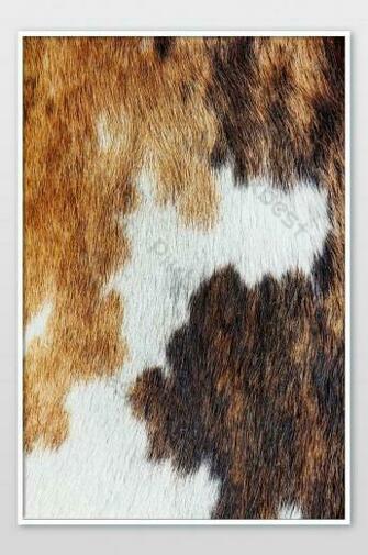 Close Up Of Cowhide Dapple Background Photo Jpg