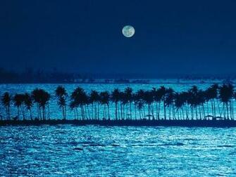 Puerto Rico Moonlight Palm Trees Wallpaper