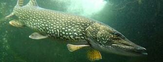 Fishing Fish Sport Water Fishes Pike Underwater Wallpaper Background