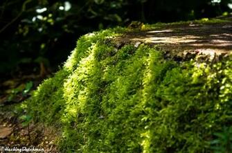 Wallpaper Moss Tree Stump Full HD 2k 4k By Hackingdutchman On