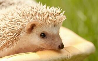 White Hedgehog Desktop Wallpaper HD