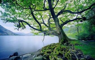 Beautiful Tree And River Desktop Wallpaper