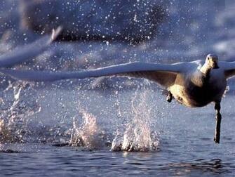 Goose Wallpaper