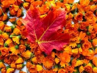 Fall Screensavers Landscapes Nature