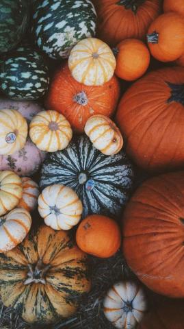 Thanksgiving Wallpaper Fall Background